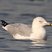 Ring-billed Gull